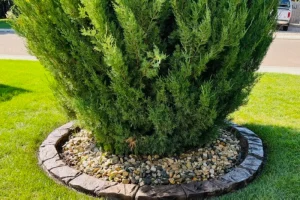 decorative stone edging around a tree